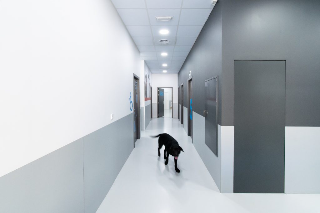 Clínica veterinaria en Fuente Álamo Basi Servicios Clínica veterinaria en Fuente Álamo Basi Servicios